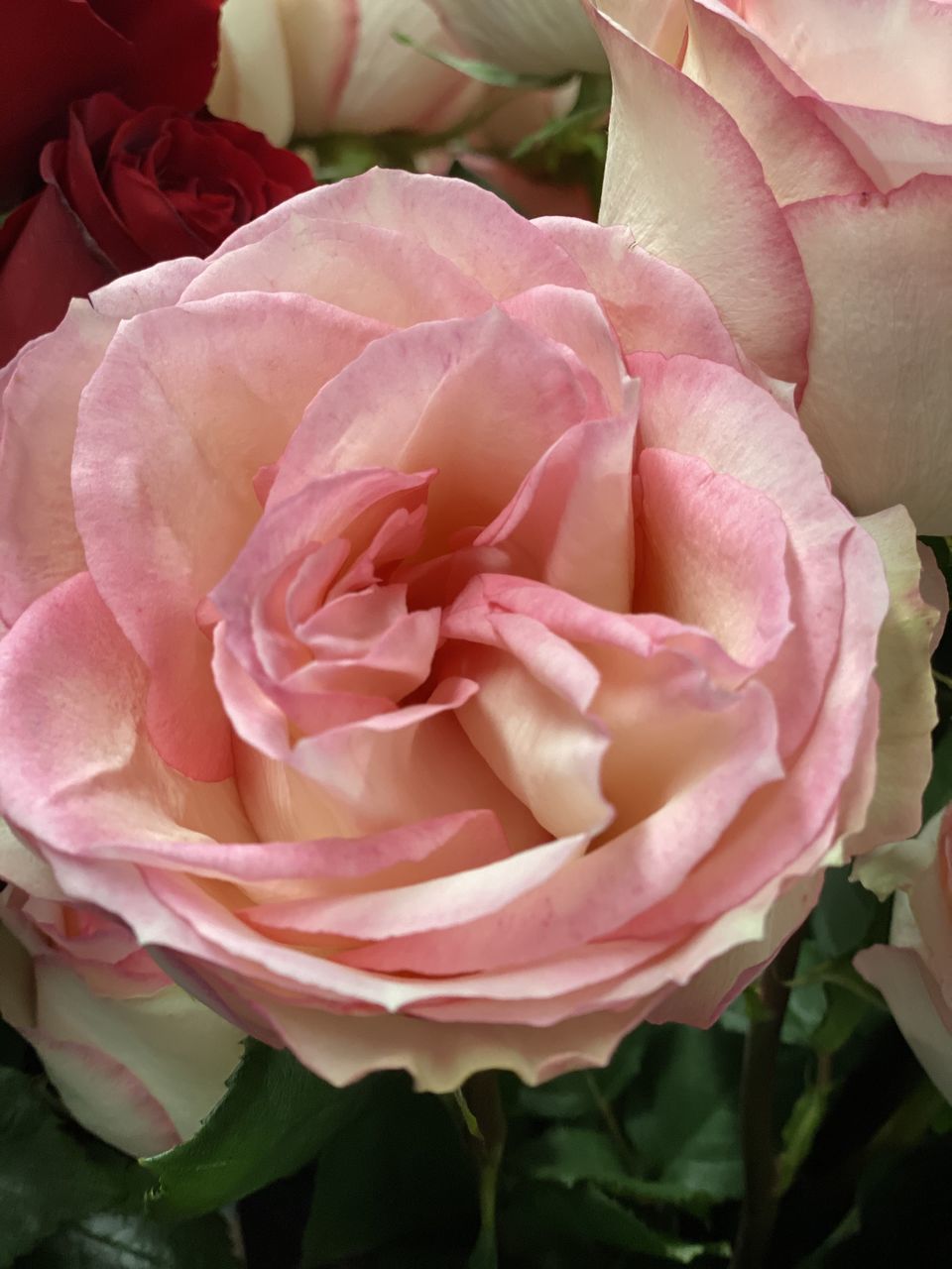 CLOSE-UP OF PINK ROSE