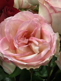 High angle view of rose bouquet