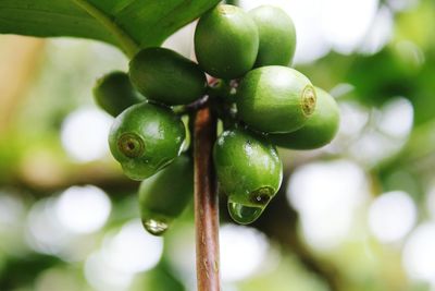 Close-up of fresh green tree