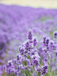 Close-up of purple flowering plants on field