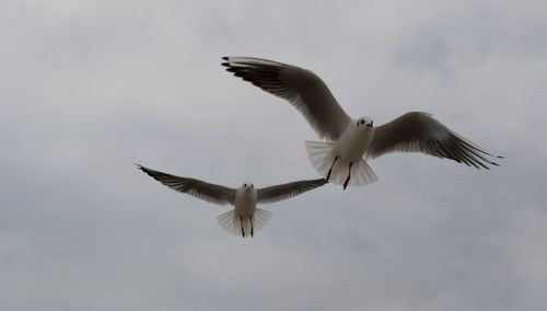 Low angle view of seagulls flying against sky