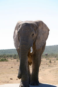 Low angle view of elephant against clear sky