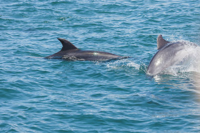 View of dolphin in sea