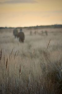 Scenic view of field against sky during sunset