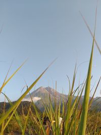 Close-up of grass on field against sky