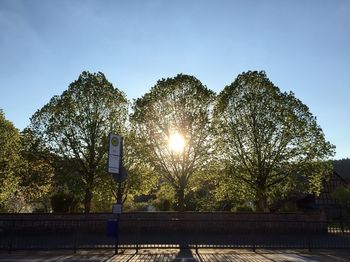 Low angle view of trees against clear sky