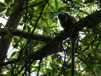 Low angle view of monkey on tree in forest