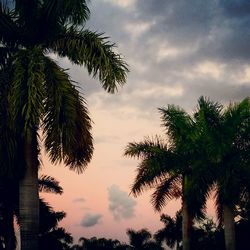 Silhouette palm trees against sky during sunset