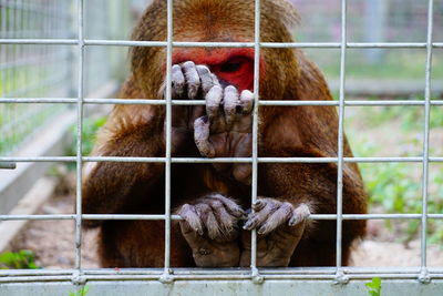 Close-up of tiger in cage