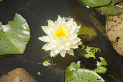 High angle view of lotus water lily in lake