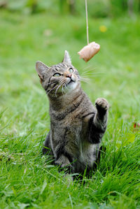 Close-up of cat with sausage tied with rope on field