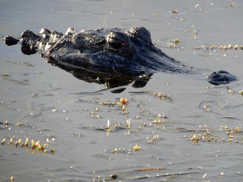 Close-up of turtle swimming in lake