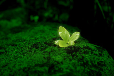 Close-up of small plant growing on field