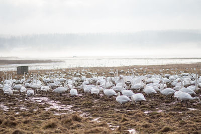 Scenic view of swans on field