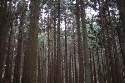 Low angle view of bamboo trees in forest