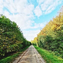 Road amidst trees against sky