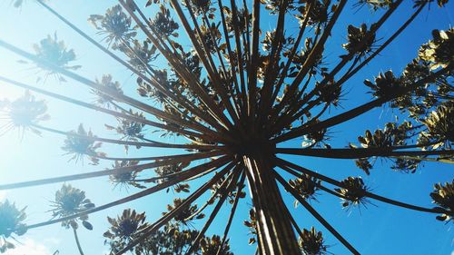Low angle view of palm trees against clear blue sky