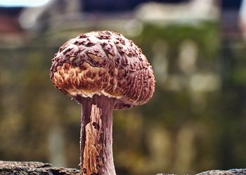 Close-up of mushrooms growing in forest