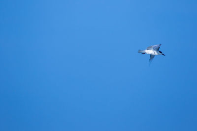 Low angle view of seagull flying in sky