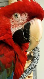 Close-up of red shoes