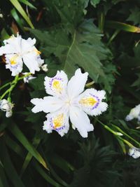 Close-up of flowers blooming outdoors