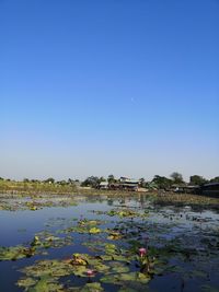 Scenic view of lake against clear blue sky