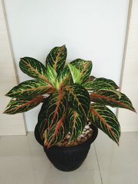 Close-up of potted plant at home