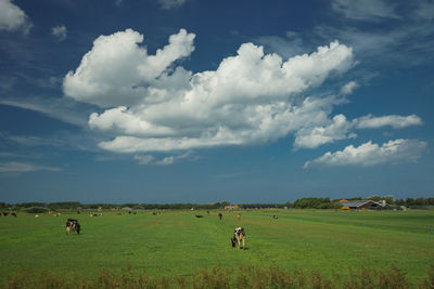 Scenic view of farm against sky