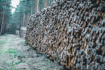 Stack of wood in forest