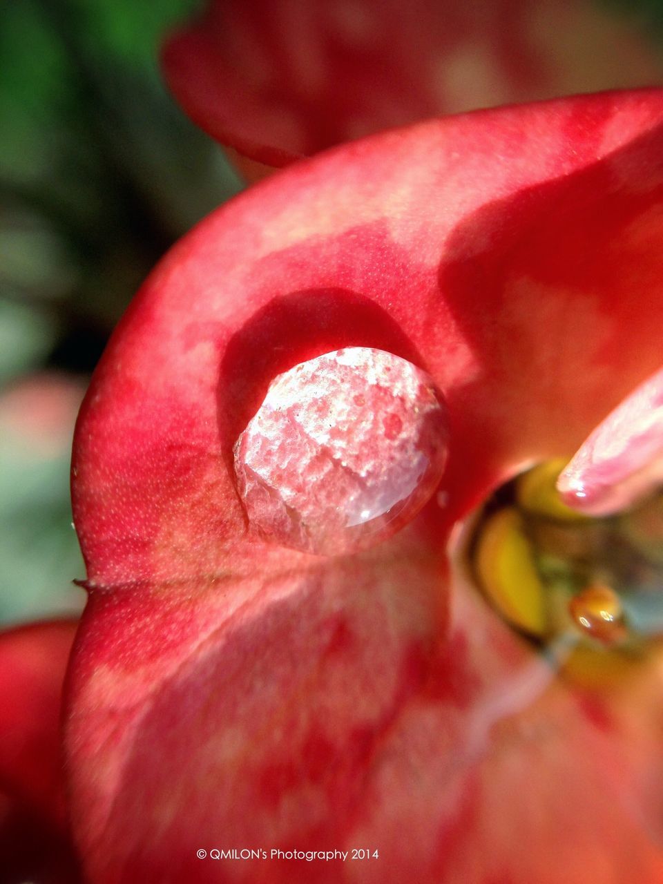 flower, petal, freshness, close-up, growth, flower head, beauty in nature, fragility, nature, red, single flower, focus on foreground, pink color, plant, selective focus, blooming, macro, in bloom, natural pattern, botany