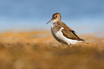 Close-up of bird perching on a land