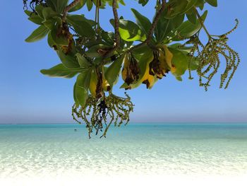 Tree by sea against clear sky