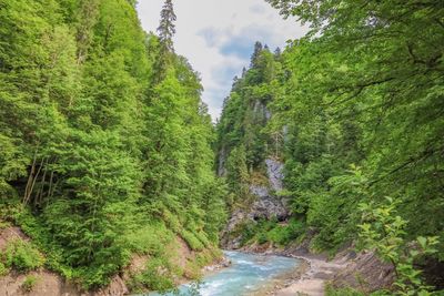 Scenic view of river amidst trees in forest