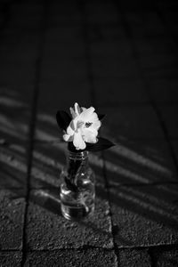 High angle view of flower on table