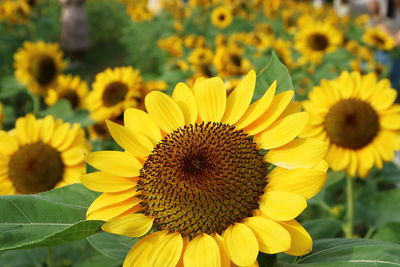 Close-up of yellow flowering plant