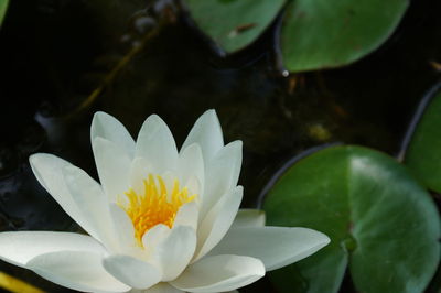 Close-up of lotus water lily