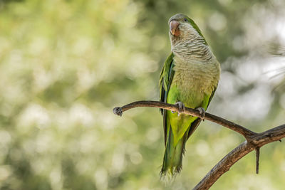 Close-up of bird perching on branch