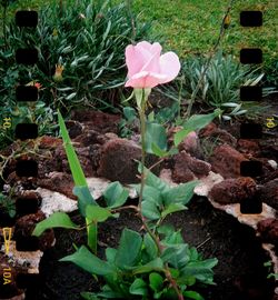 Close-up of pink flowering plants