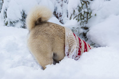 Dog pug with sweater burrows headfirst in deep snow