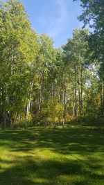 Trees on field against sky