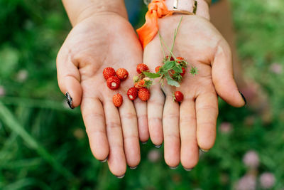 Strawberries in female hands close-up on a background of grass