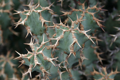 Close-up of dried plant