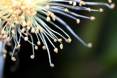 Close-up of plant against blurred background