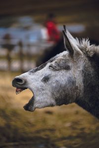 Close-up of horse with mouth open standing at barn