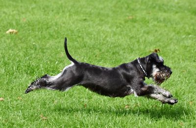 Dog running on grassy field