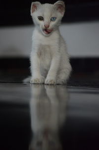 Portrait of cat sitting on floor