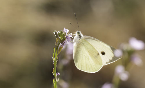 Close-up of butterfly pollinating on flower