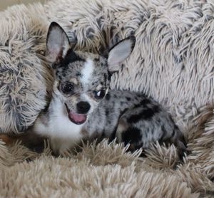 High angle view of dog relaxing on bed at home