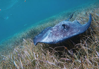 Fish swimming in sea