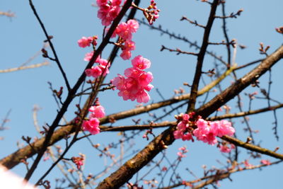 Close-up of pink cherry blossoms in spring